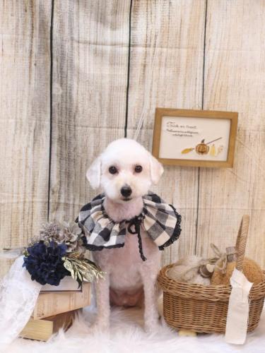 20241025ちくわくん